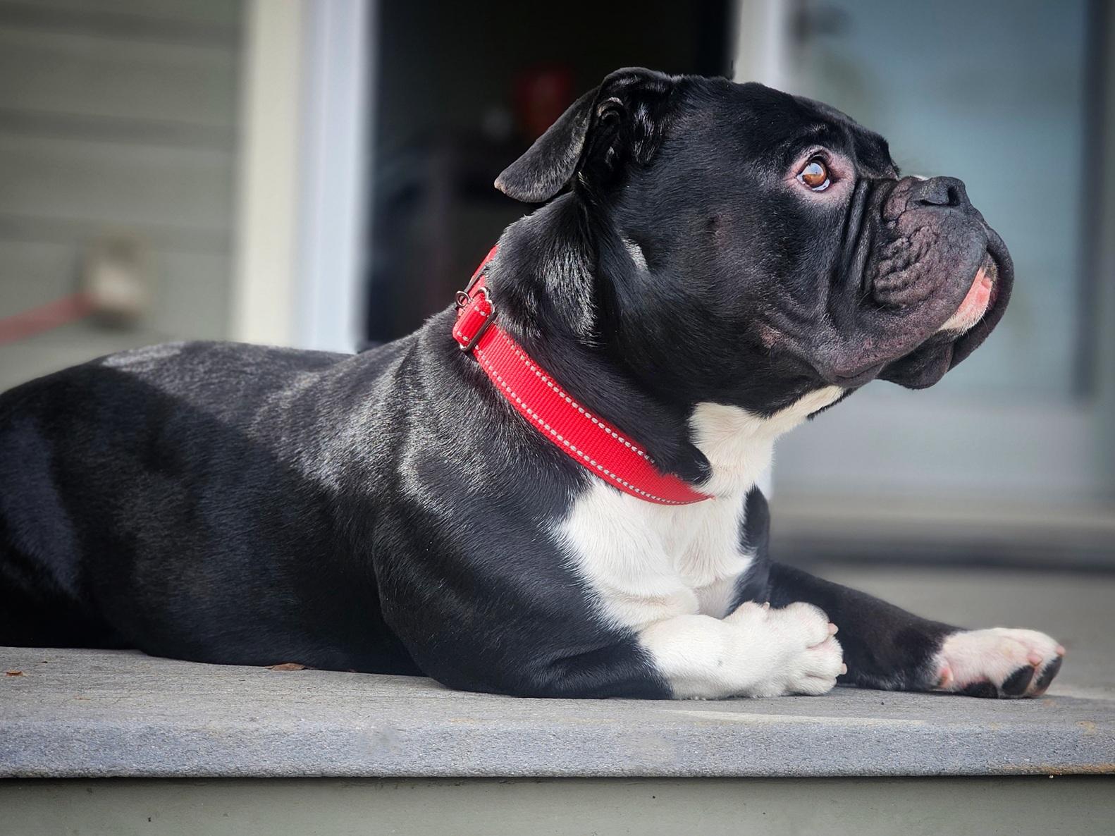 Dozer