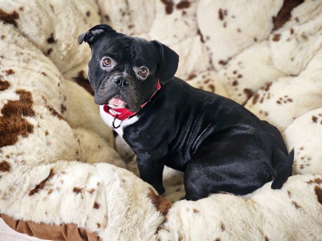 Dozer, Adoptable, Adult Male American Bully & Bulldog.