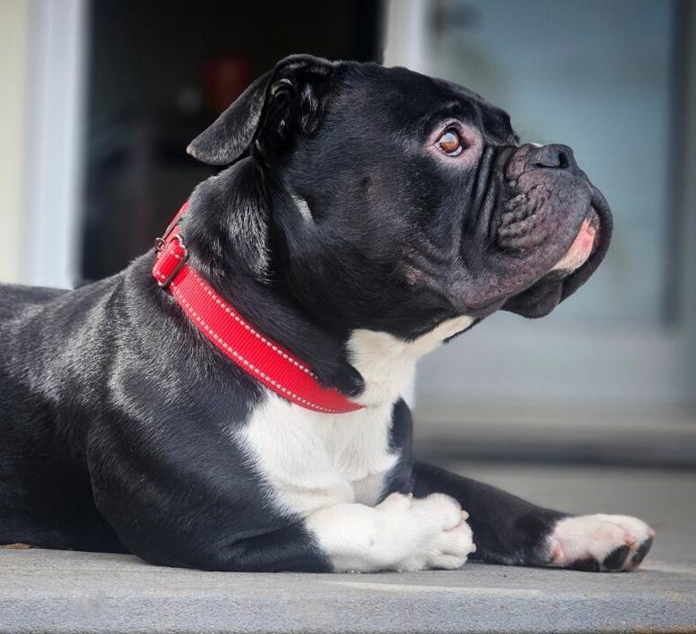 Dozer, Adoptable, Adult Male American Bully & Bulldog.
