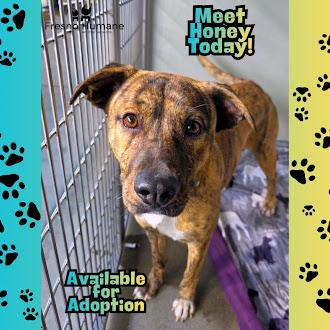 Honey, a Adoptable mixed breed in Fresno, CA image 1/3