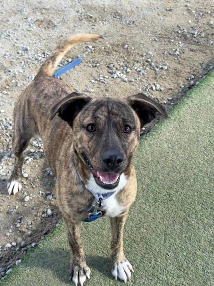 Honey, a Adoptable mixed breed in Fresno, CA image 2/3