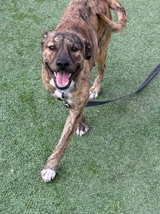 Honey, a Adoptable mixed breed in Fresno, CA image 3/3