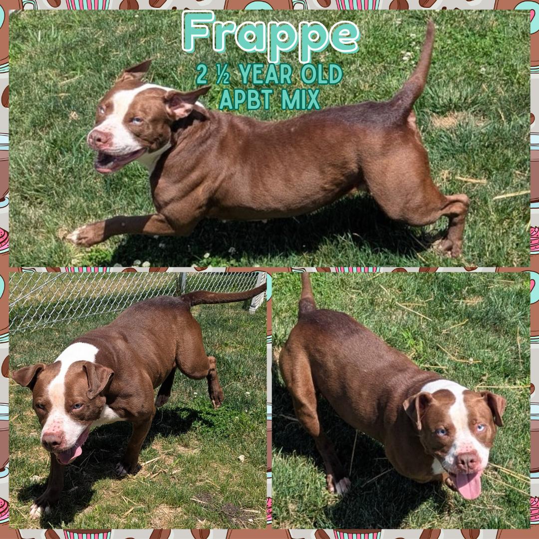 Enlarge Frappe, a Adoptable mixed breed in Franklin, IN image 1/1