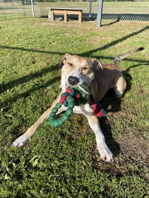 Enlarge SOPHIE, a Adoptable Catahoula Leopard Dog in Pasadena, TX image 1/1