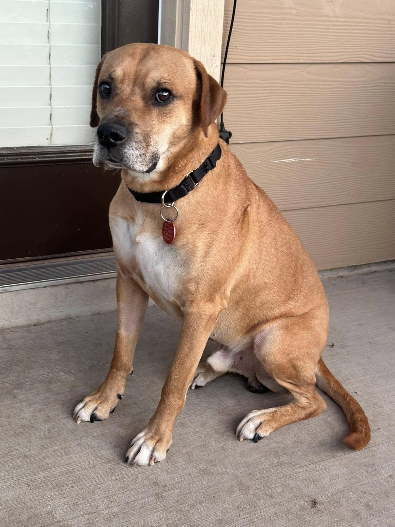Buddy, Adoptable, Senior Male Rhodesian Ridgeback & Black Mouth Cur.