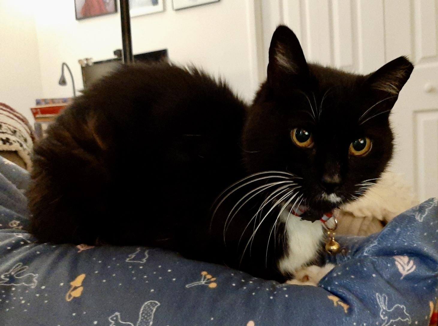 Enlarge Mystic, a Adoptable Domestic Short Hair in BLACK MOUNTAIN, NC image 3/4