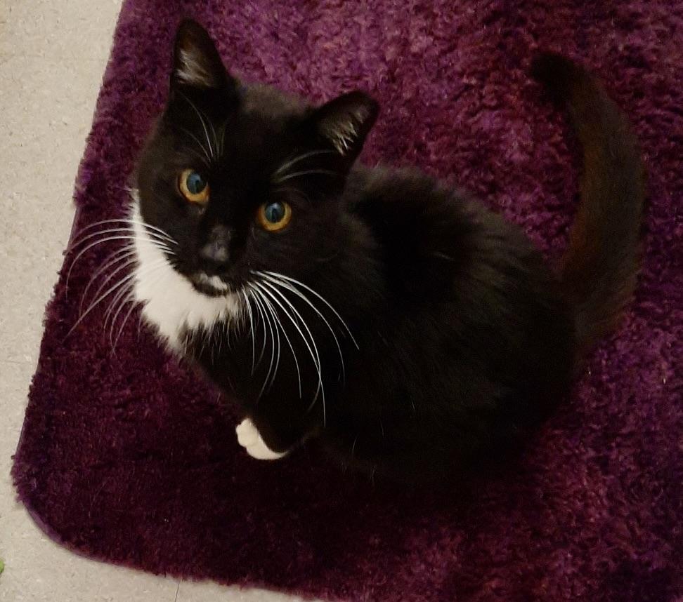 Enlarge Mystic, a Adoptable Domestic Short Hair in BLACK MOUNTAIN, NC image 4/4