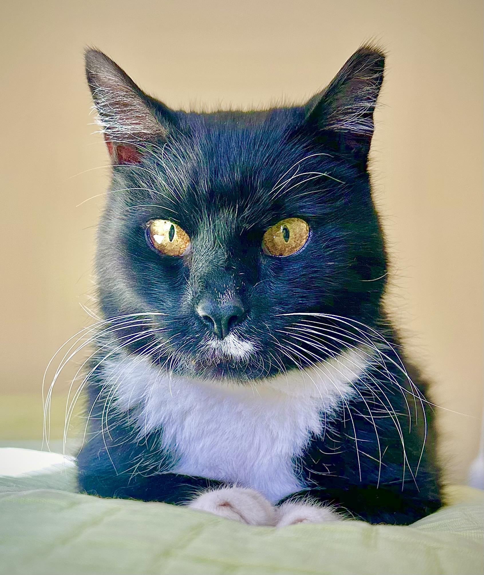 Mystic, Adoptable, Adult Male Domestic Short Hair.