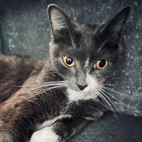 Gracie, Adoptable, Adult Female Domestic Short Hair.