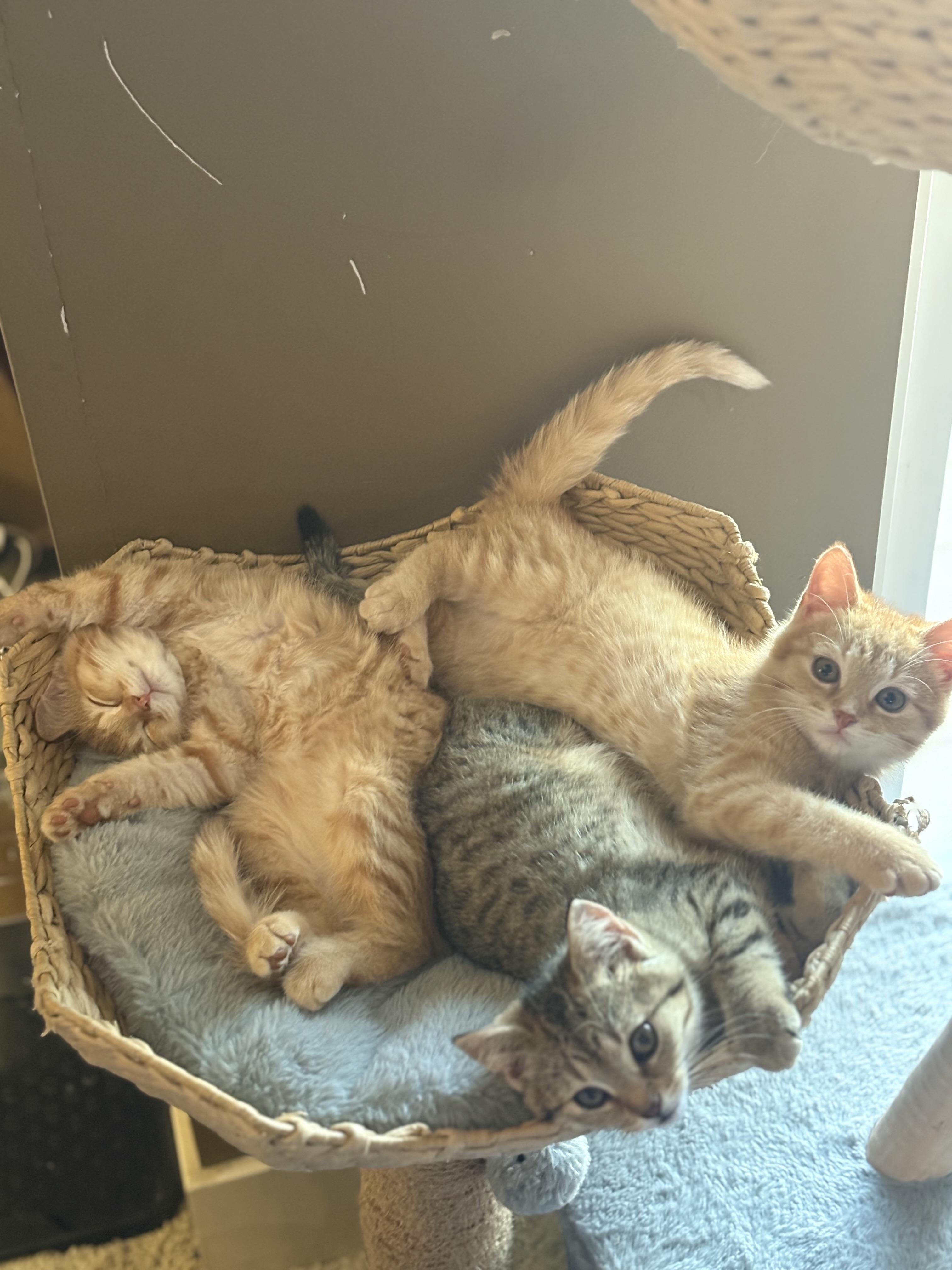 Apawllo, a Adoptable mixed breed in Omaha, NE image 2/2