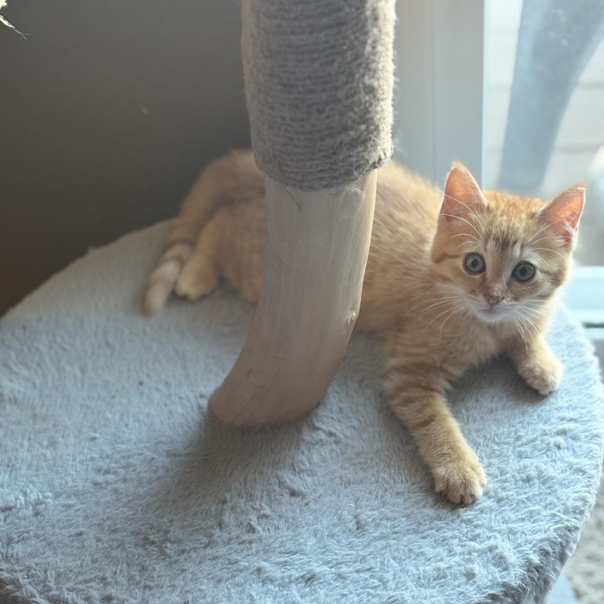 Apawllo, a Adoptable mixed breed in Omaha, NE image 1/2