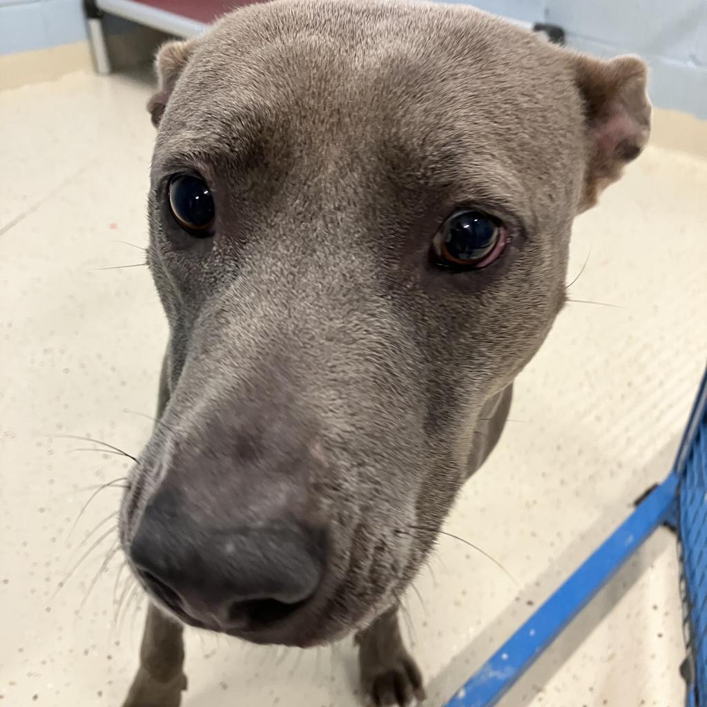 Enlarge Becca, a Adoptable Terrier in LOXAHATCHEE, FL image 1/5