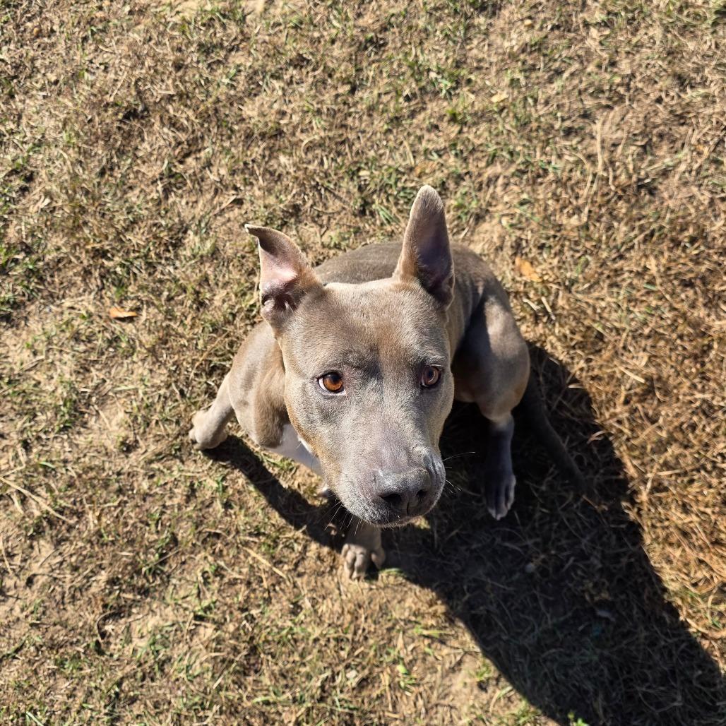 Enlarge Becca, a Adoptable Terrier in LOXAHATCHEE, FL image 2/5