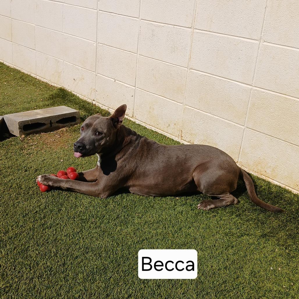 Enlarge Becca, a Adoptable Terrier in LOXAHATCHEE, FL image 3/6