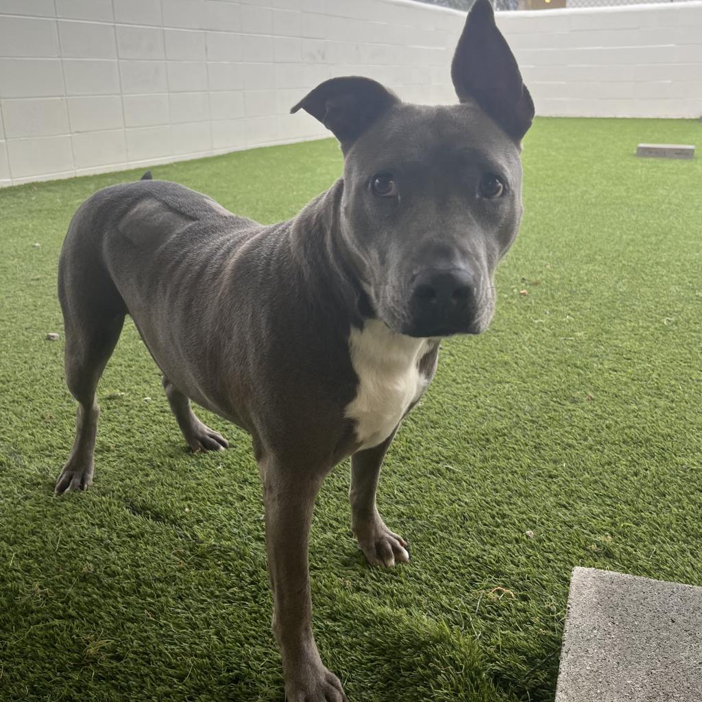 Enlarge Becca, a Adoptable Terrier in LOXAHATCHEE, FL image 3/5