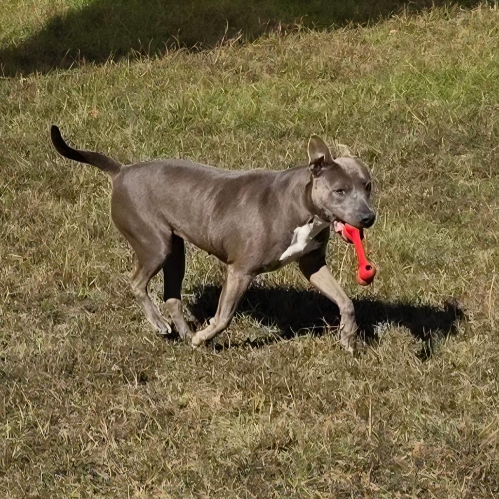 Enlarge Becca, a Adoptable Terrier in LOXAHATCHEE, FL image 4/5