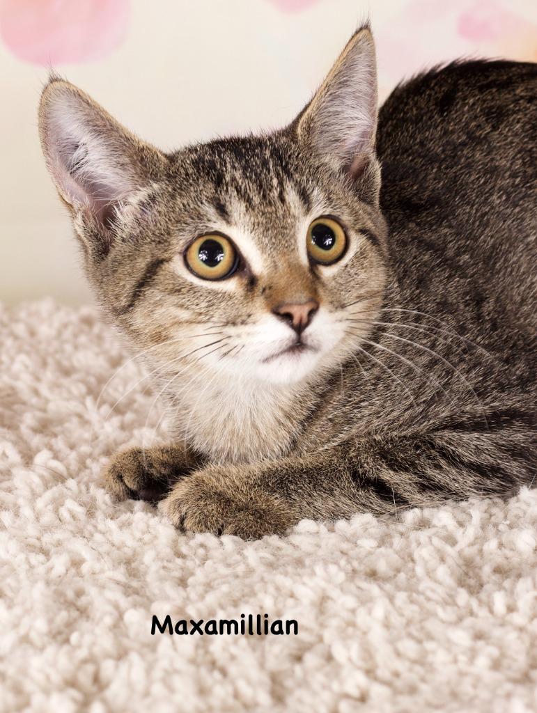 Maxi, Adoptable, Kitten Female Domestic Short Hair.