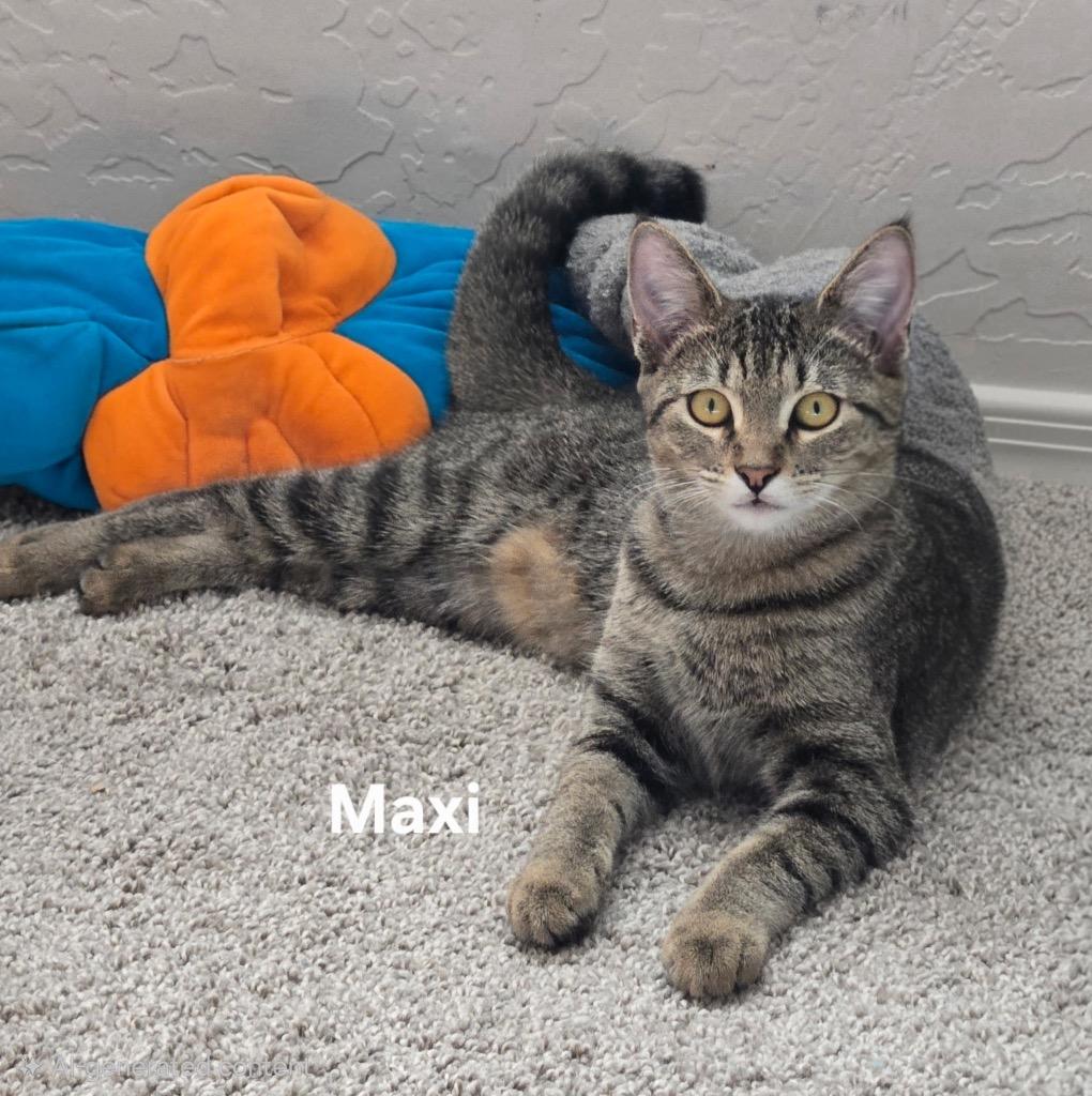 Enlarge Maxi, a Adoptable mixed breed in Gilbert, AZ image 2/3