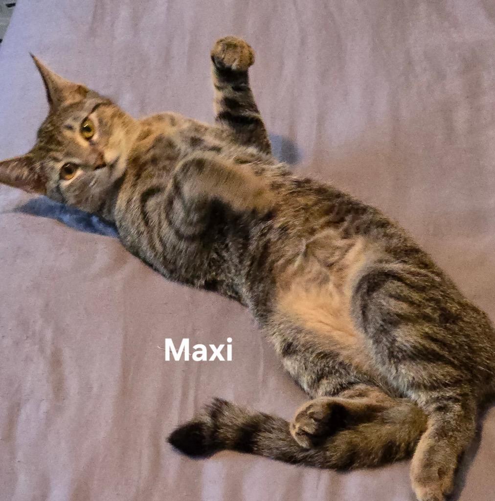 Enlarge Maxi, a Adoptable mixed breed in Gilbert, AZ image 3/3