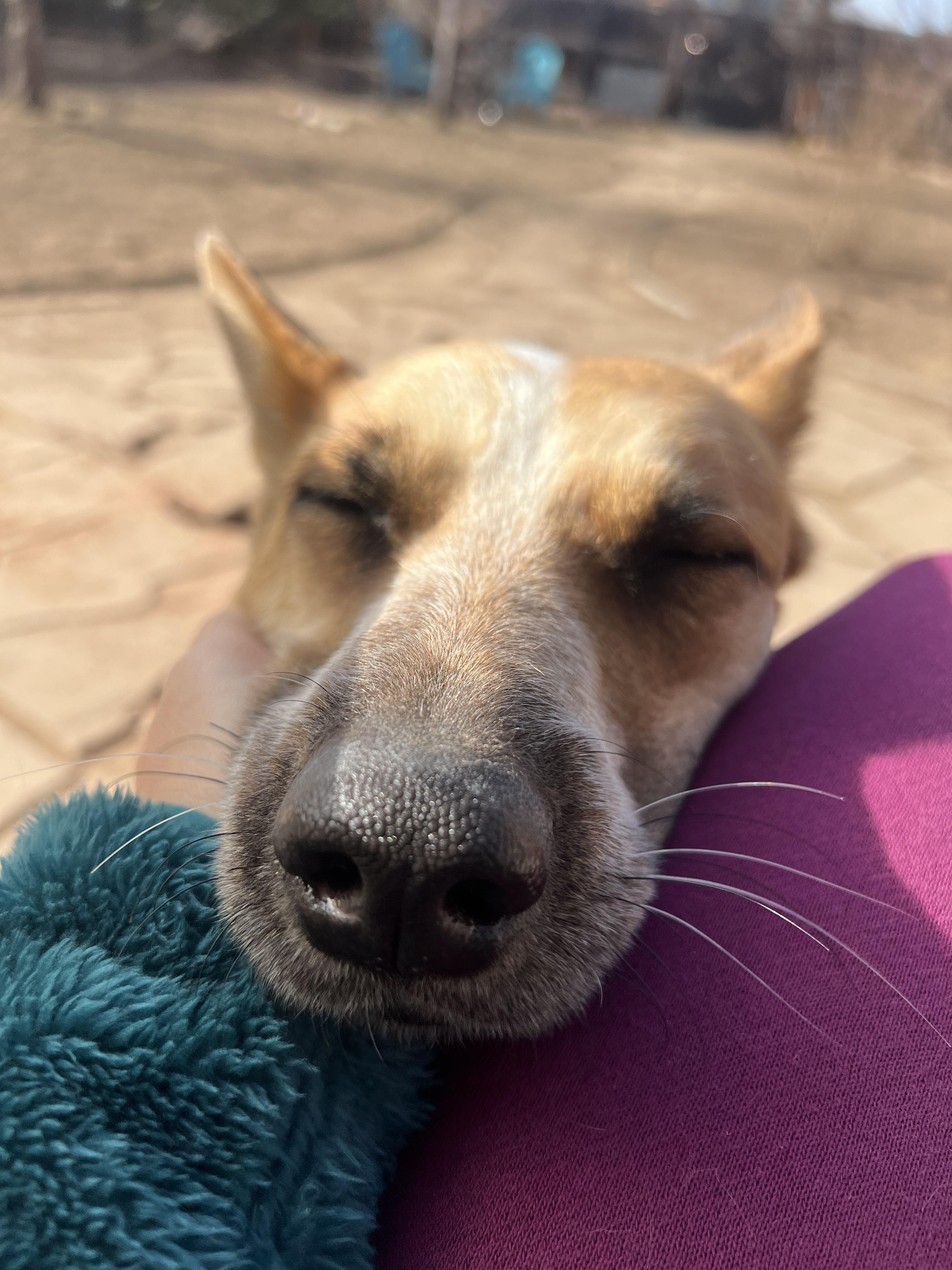 Enlarge Nova, a Adoptable Australian Cattle Dog / Blue Heeler in Fort Collins, CO image 6/6