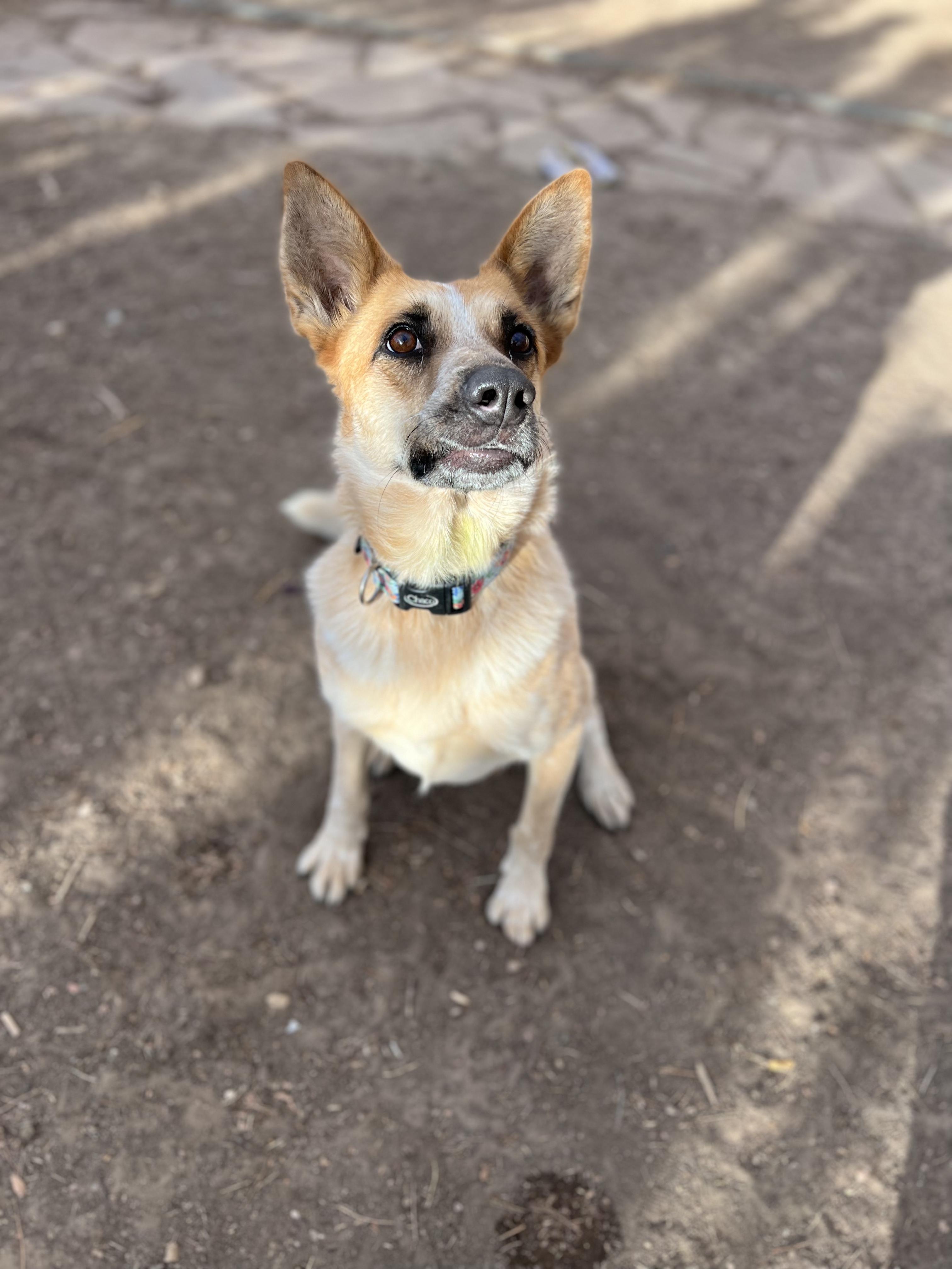 Nova, a Adoptable Australian Cattle Dog / Blue Heeler in Fort Collins, CO image 2/5
