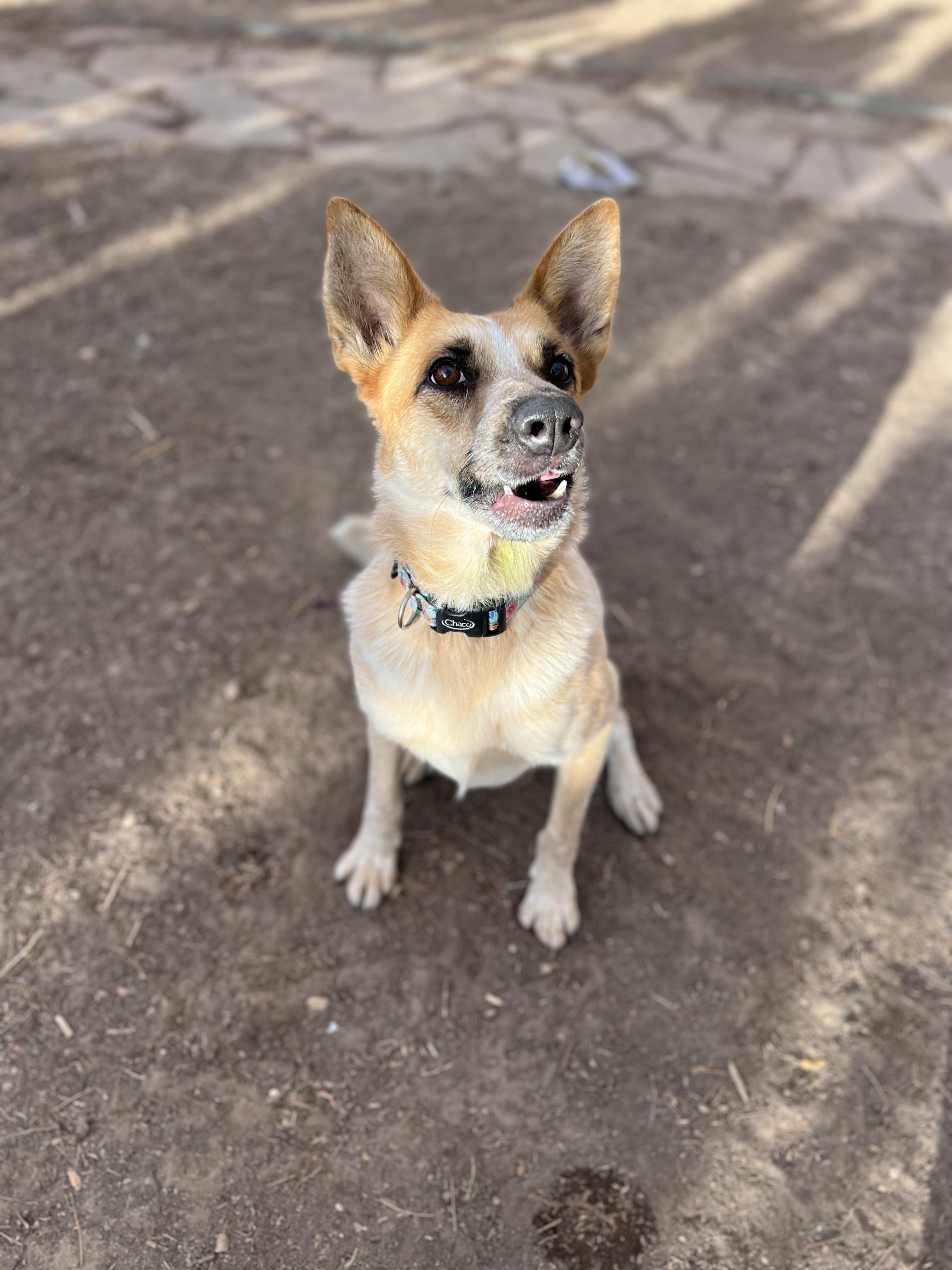 Nova, a Adoptable Australian Cattle Dog / Blue Heeler in Fort Collins, CO image 5/5