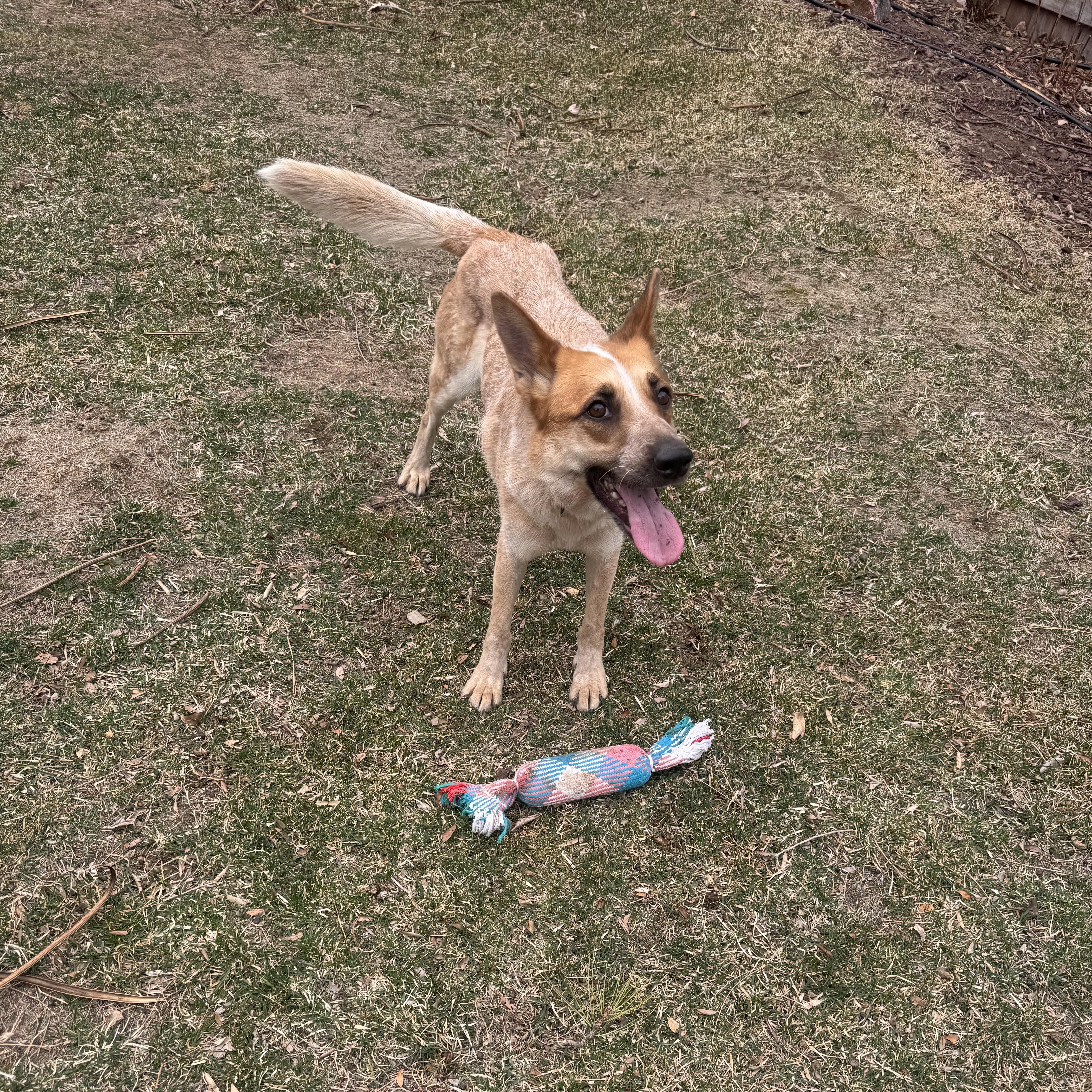 Enlarge Nova, a Adoptable Australian Cattle Dog / Blue Heeler in Denver, CO image 2/6
