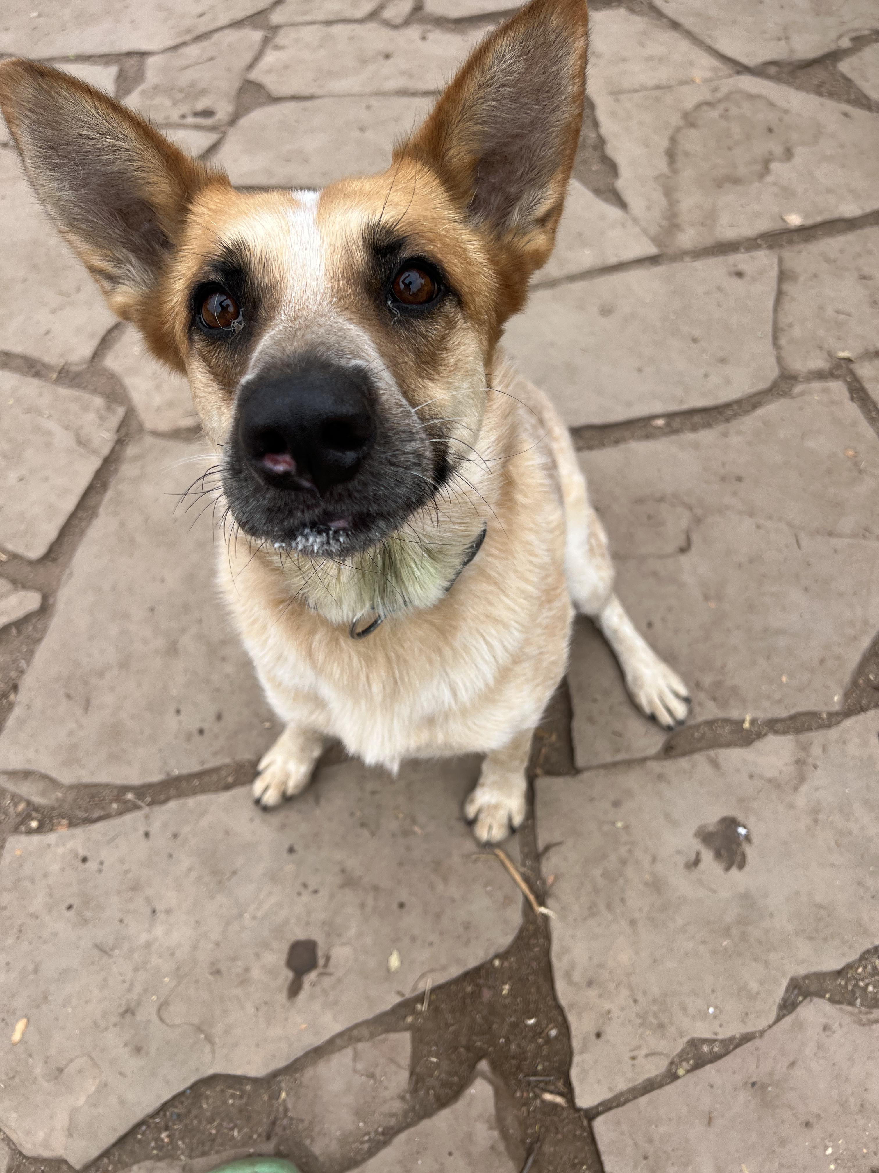 Nova, a Adoptable Australian Cattle Dog / Blue Heeler in Fort Collins, CO image 4/5