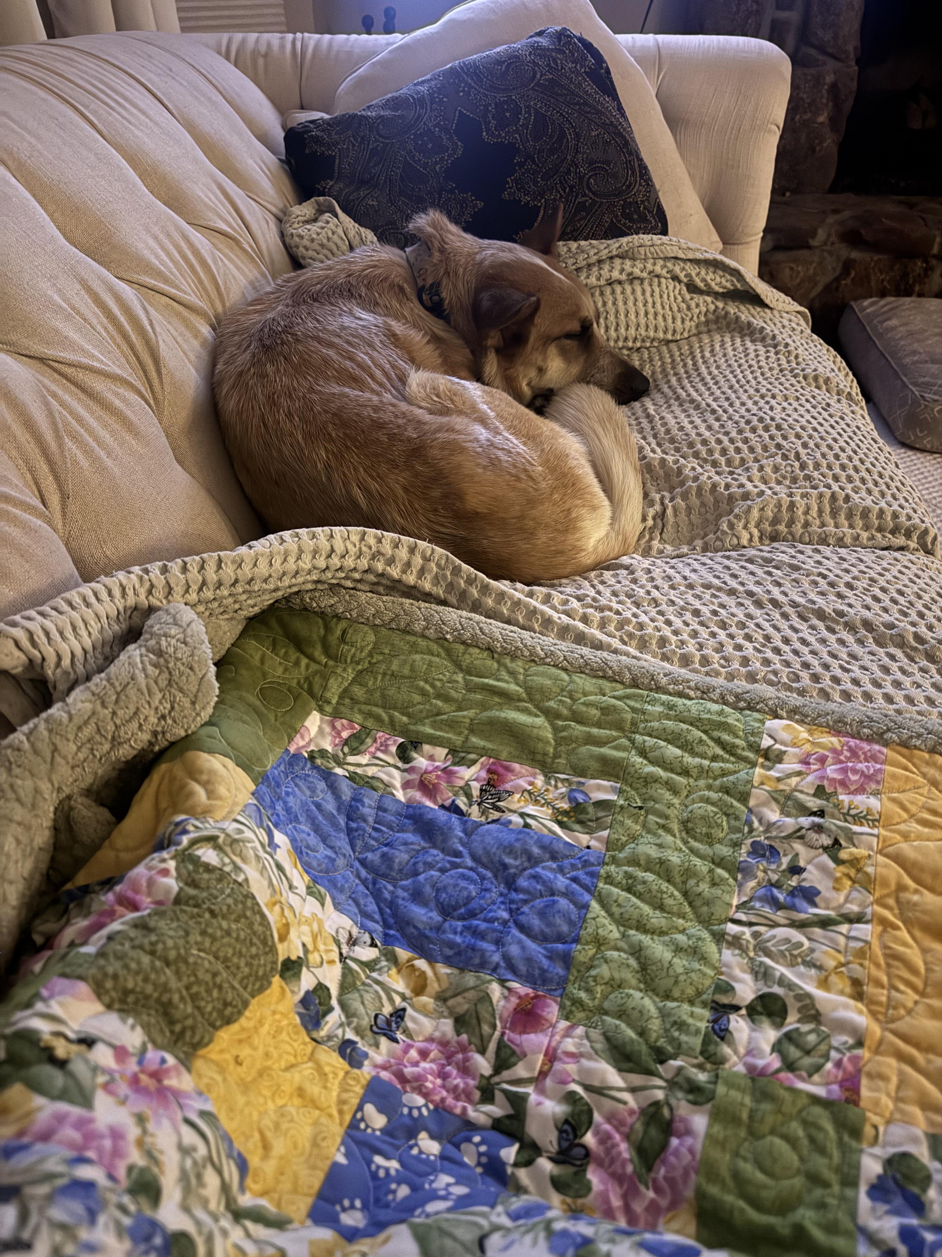 Enlarge Nova, a Adoptable Australian Cattle Dog / Blue Heeler in Denver, CO image 6/6