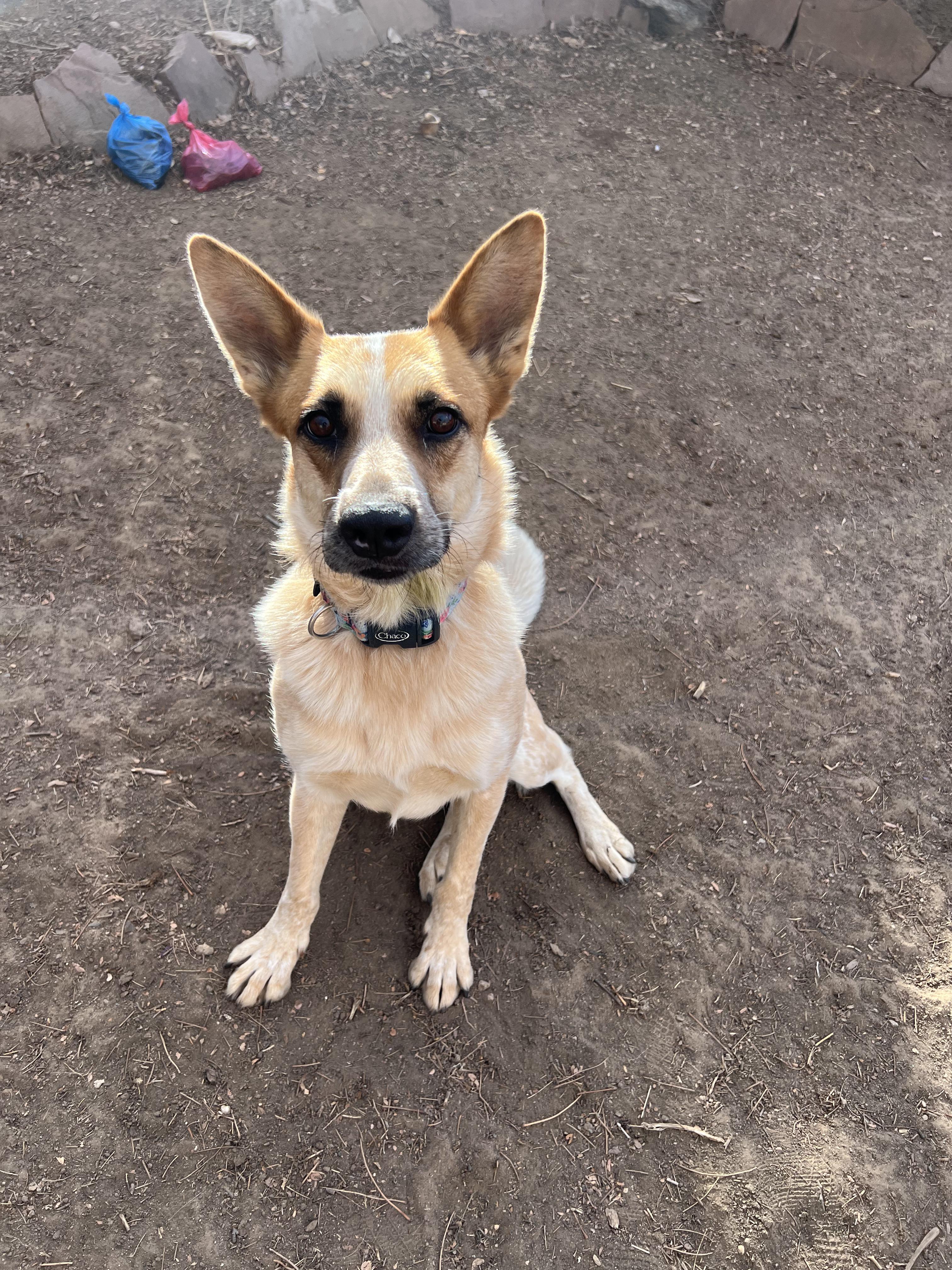Nova, Adoptable, Adult Female Australian Cattle Dog / Blue Heeler.