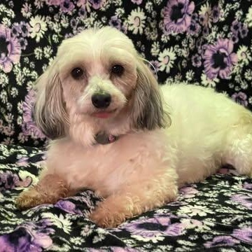 CHLOE 5 yrs 12 lbs, a Adoptable mixed breed in Aliso Viejo, CA image 4/5