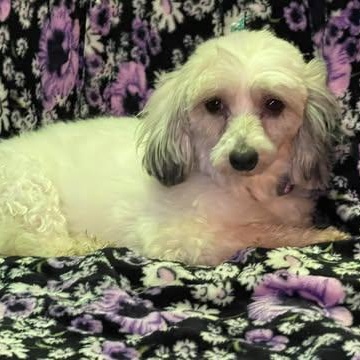 CHLOE 5 yrs 12 lbs, a Adoptable mixed breed in Aliso Viejo, CA image 5/5