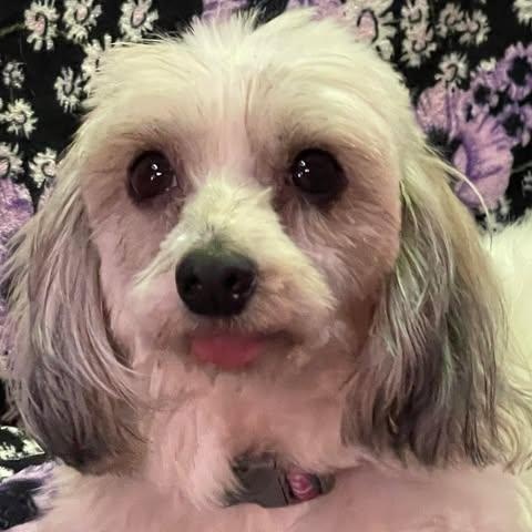 CHLOE 5 yrs 12 lbs, Adoptable, Adult Female Poodle & Maltese.
