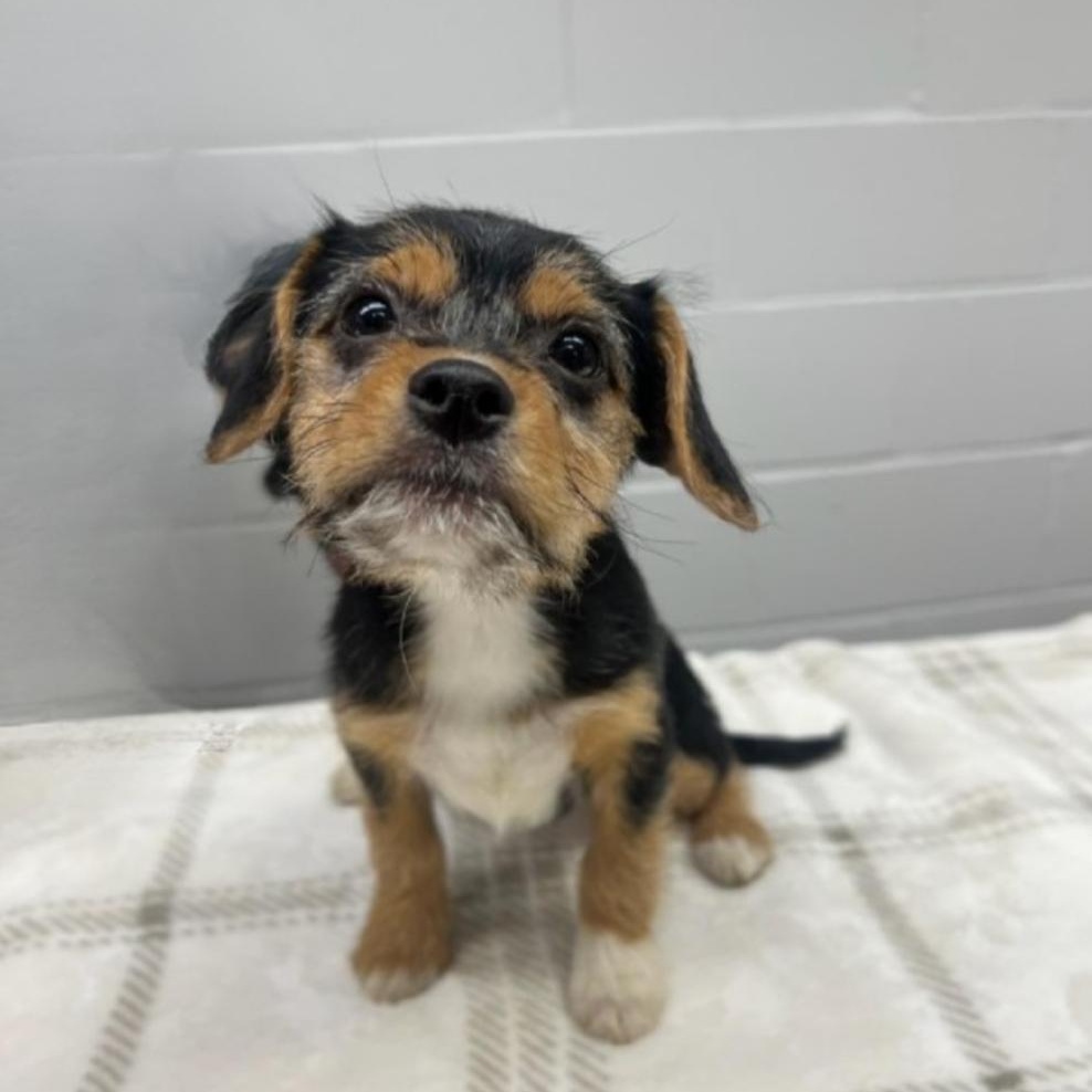 Indy, an adopted mixed breed in Greensburg, PA image 6/6