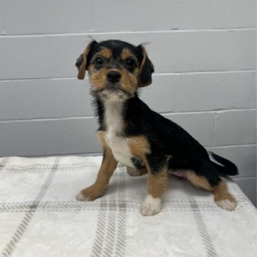 Indy, an adopted mixed breed in Greensburg, PA image 4/6