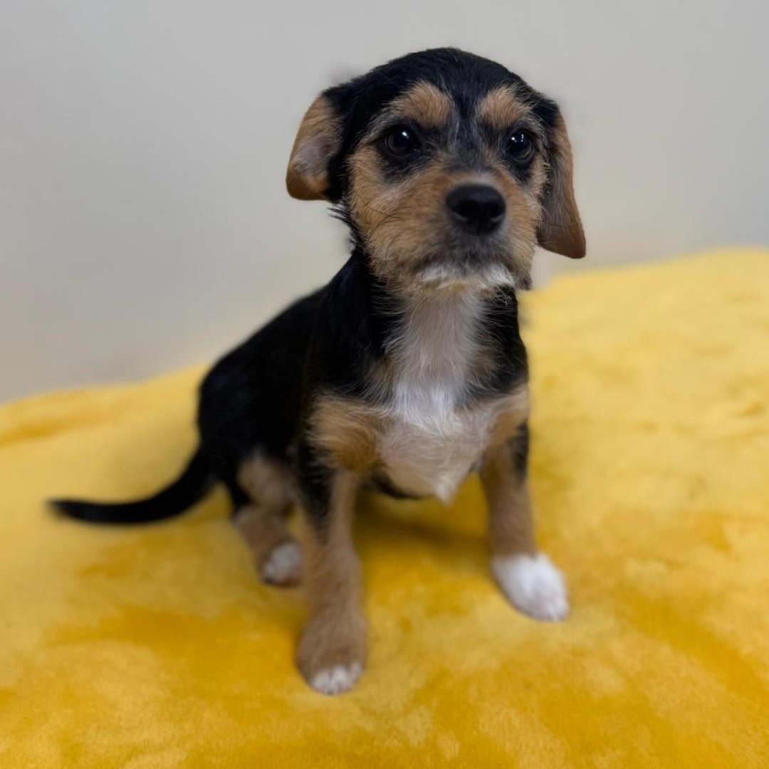 Indy, an adopted mixed breed in Greensburg, PA image 2/6