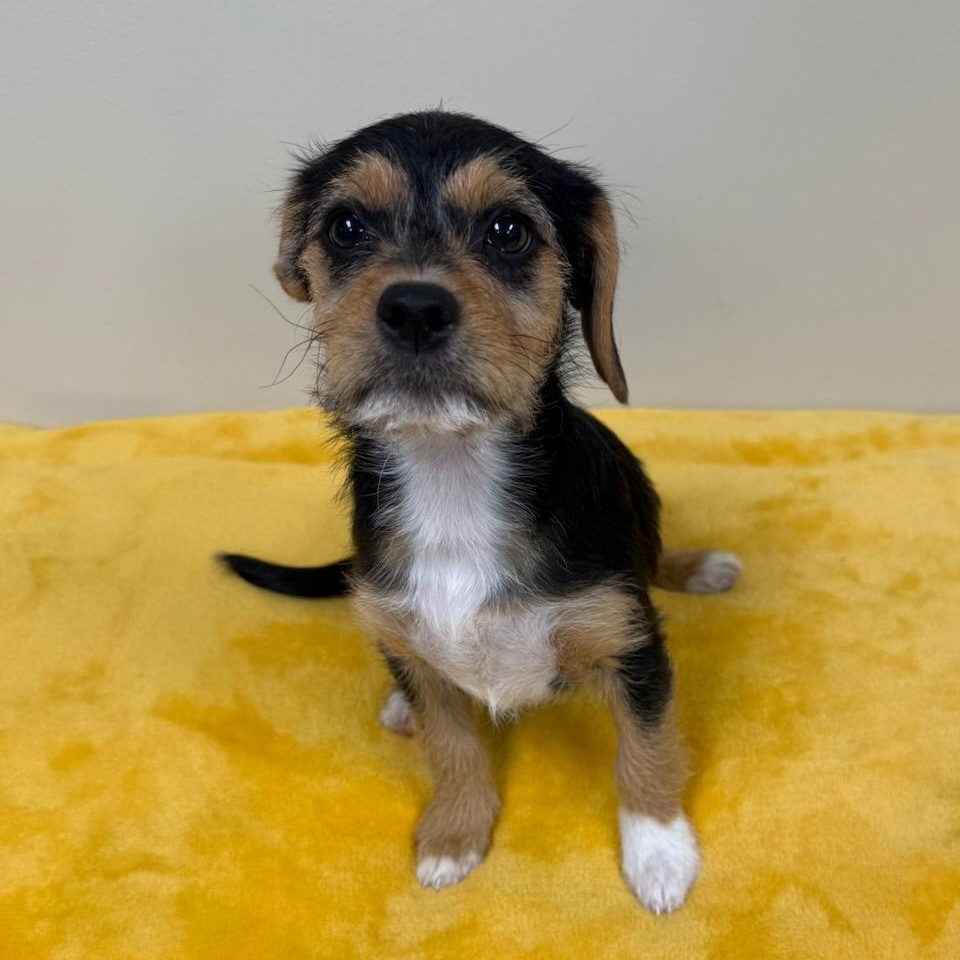 Indy, an adopted mixed breed in Greensburg, PA image 5/6