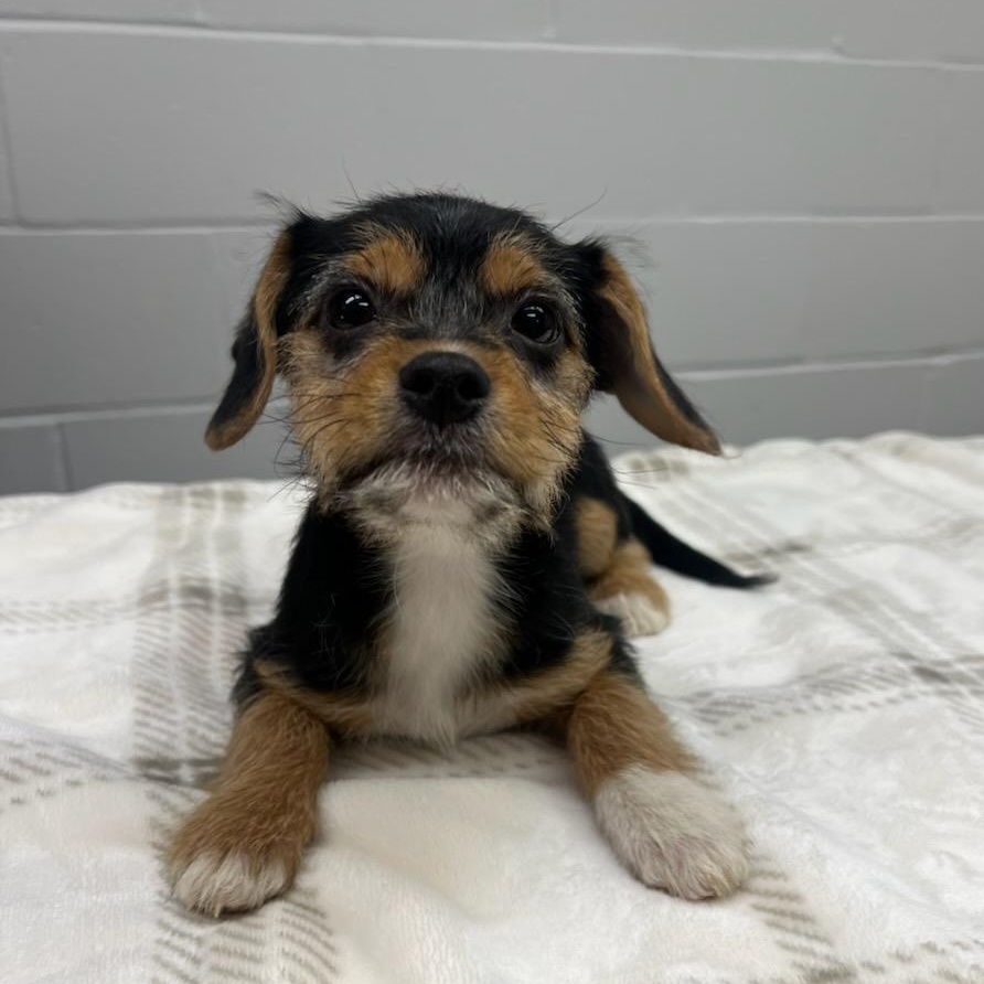 Indy, an adopted mixed breed in Greensburg, PA image 3/6