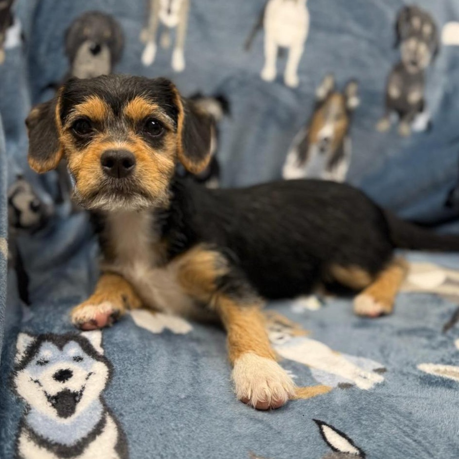 Indy, adopted, Puppy Female Terrier.