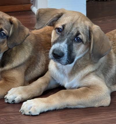 Enlarge Keira, an adopted mixed breed in Palmyra, VA image 2/4