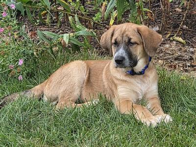 Enlarge Keira, an adopted mixed breed in Palmyra, VA image 3/4