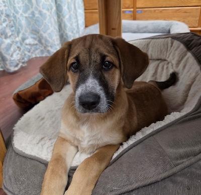 Keira, adopted, Puppy Female Shepherd & Australian Cattle Dog / Blue Heeler.