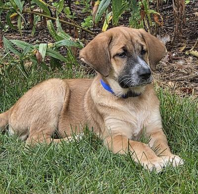 Enlarge Keira, an adopted mixed breed in Palmyra, VA image 4/4