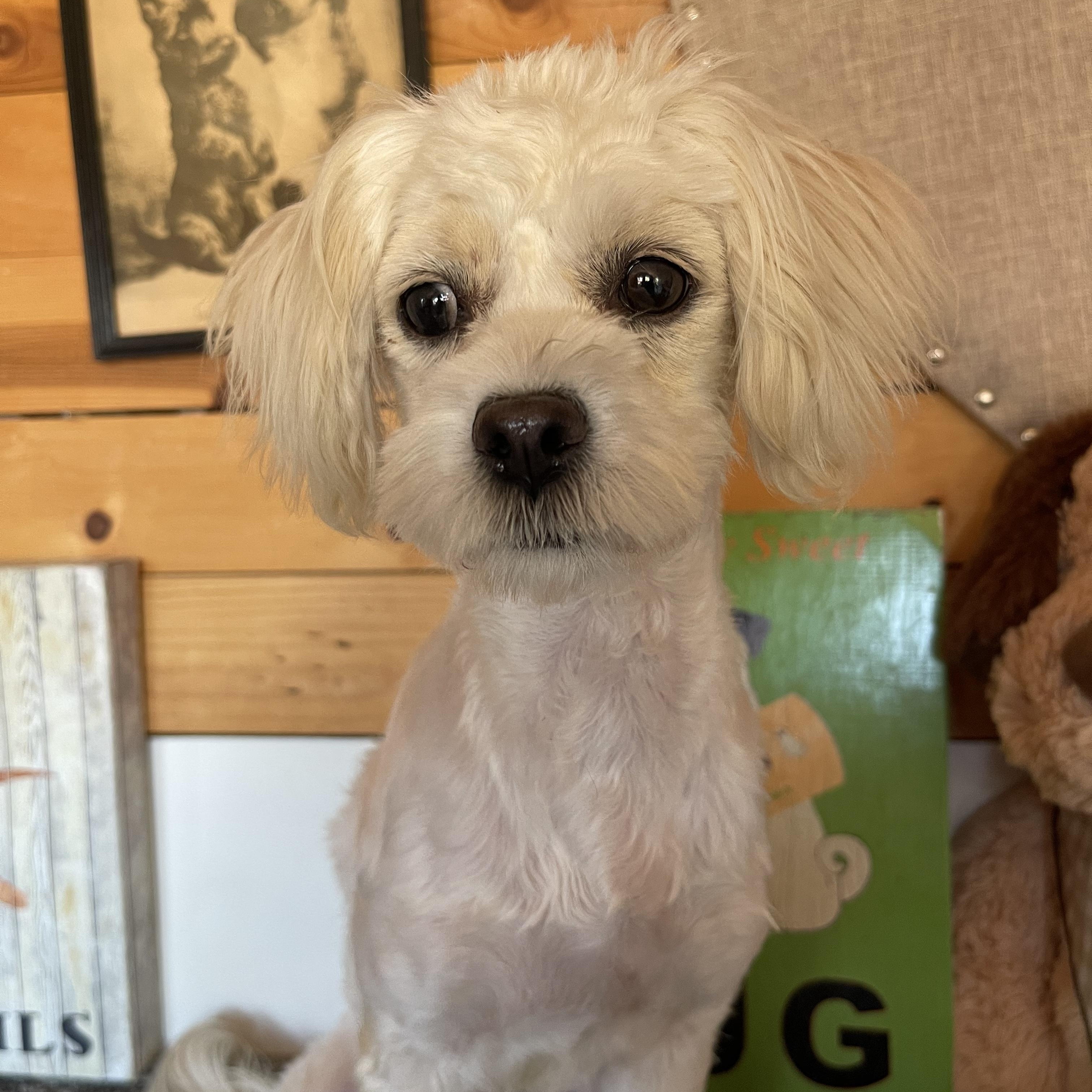 Jennifer, adopted, Young Female Maltese.