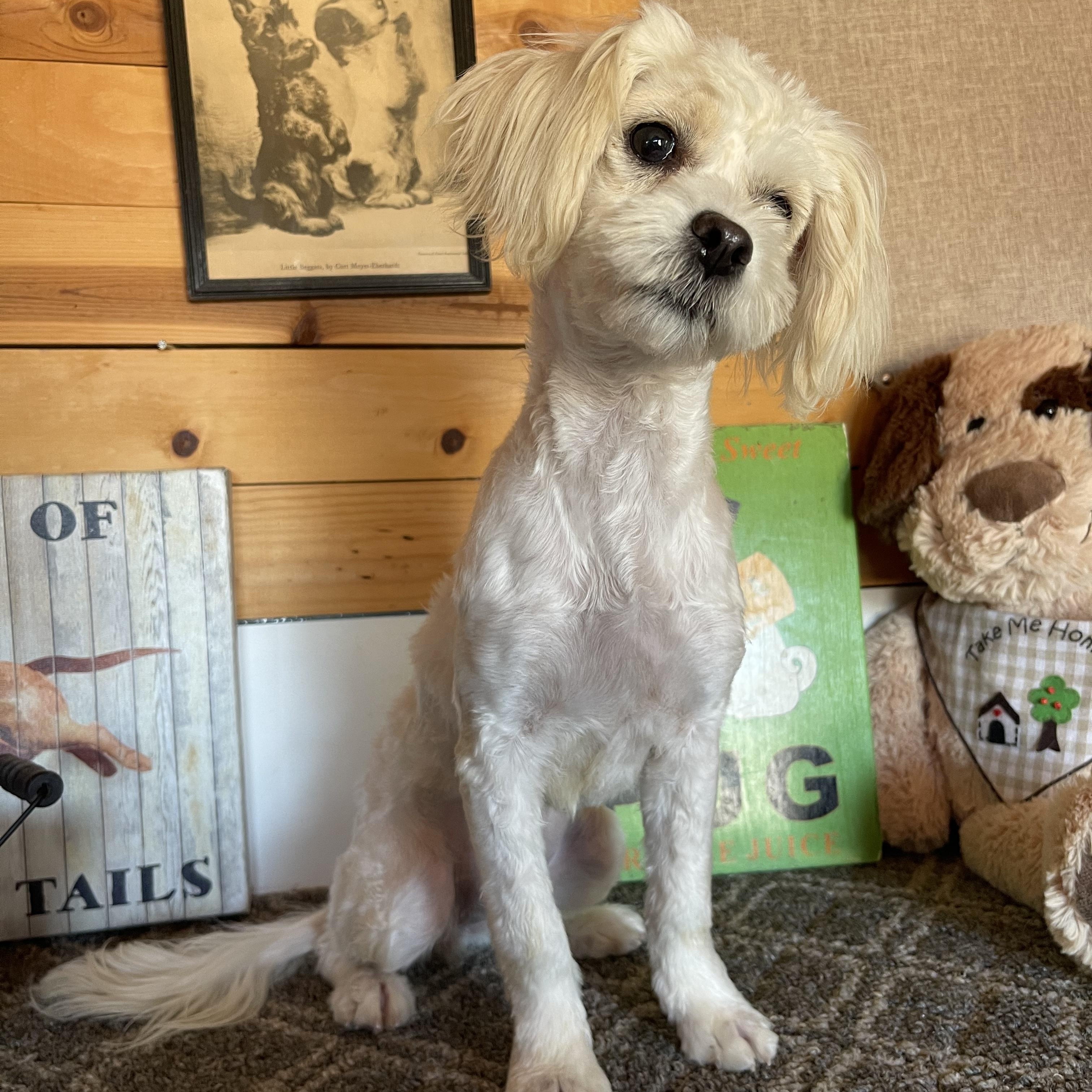 Jennifer, an adopted mixed breed in Vacaville, CA image 4/4