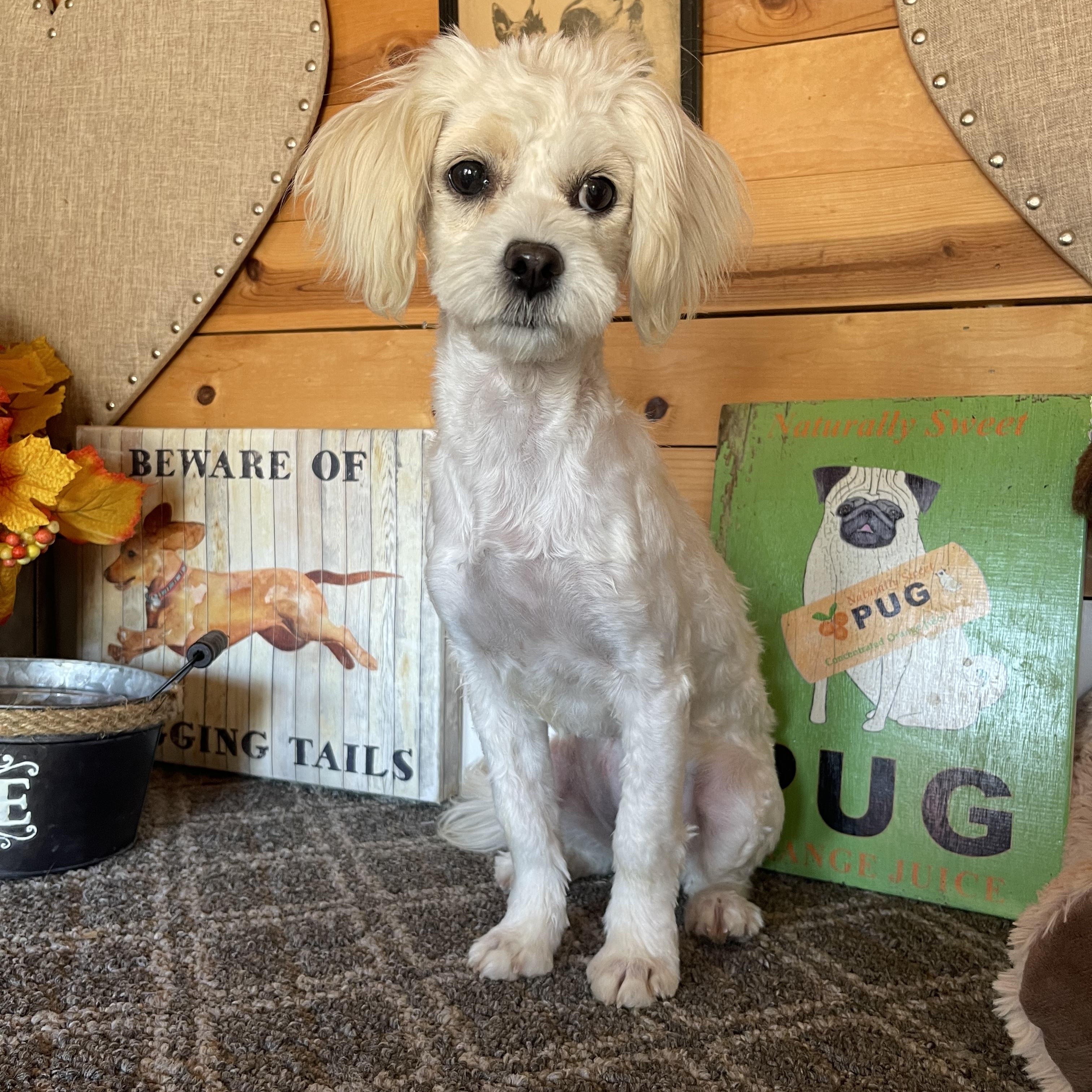 Jennifer, an adopted mixed breed in Vacaville, CA image 2/4