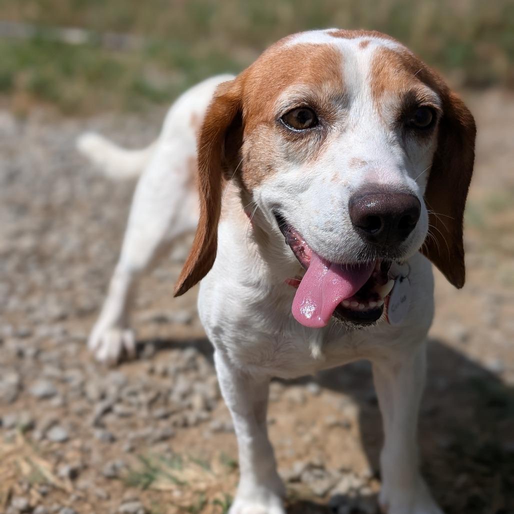Enlarge Carlos, a Adoptable Beagle in Nowata, OK image 1/3