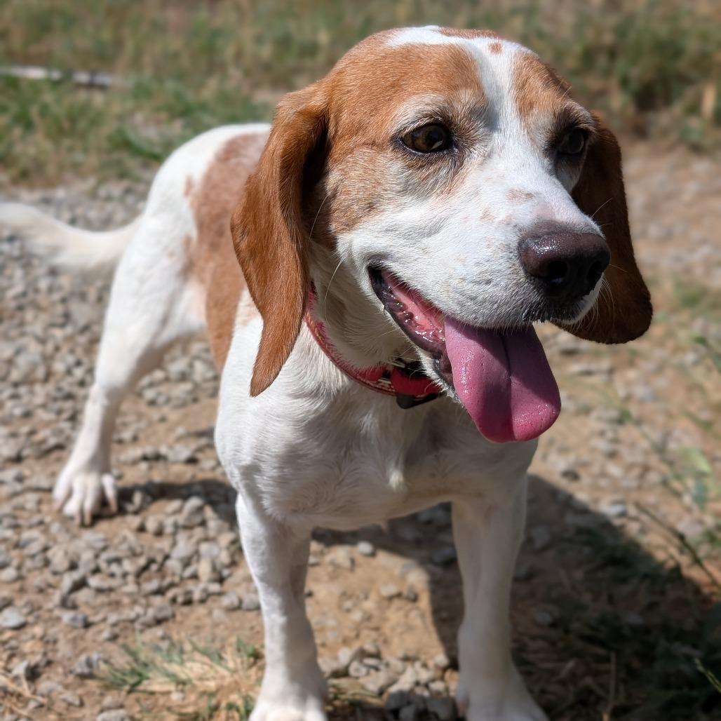 Enlarge Carlos, a Adoptable Beagle in Nowata, OK image 2/3