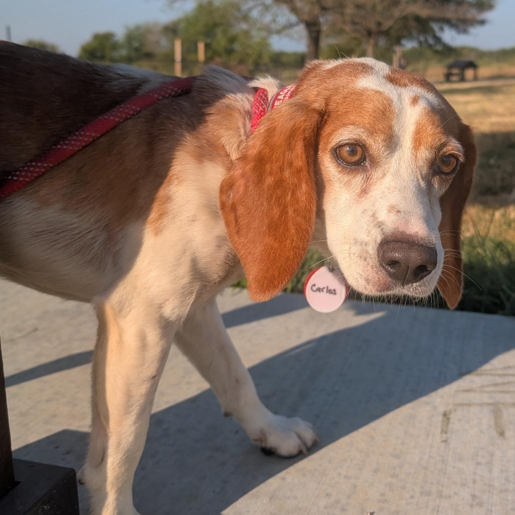 Enlarge Carlos, a Adoptable Beagle in Nowata, OK image 3/3