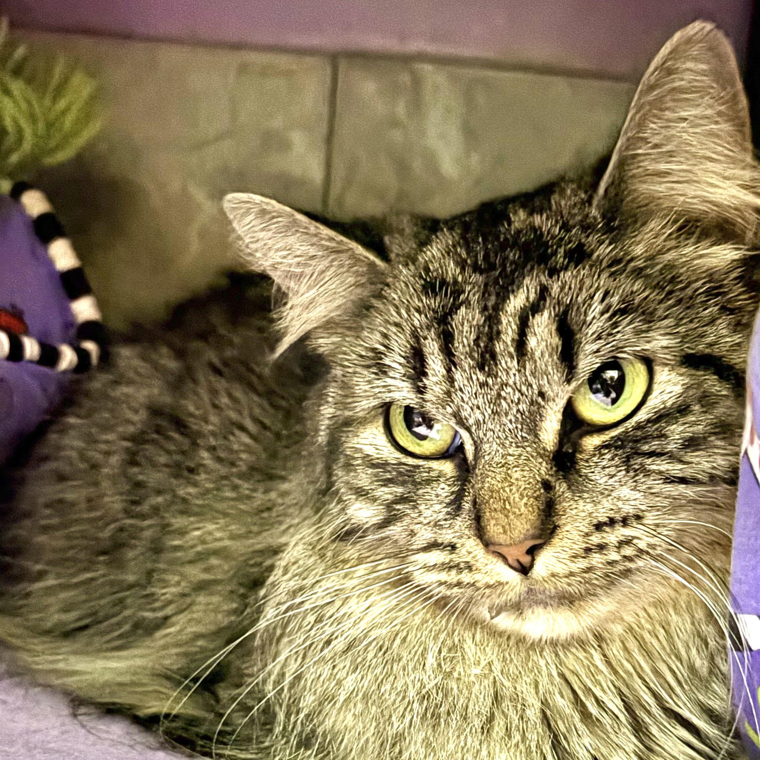 Lady Bly, a ADOPTABLE Domestic Medium Hair in Huntington, MA image 5/5